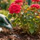 Ureia nas roseiras: a dose exata que faz florir mais e evita queimar as folhas