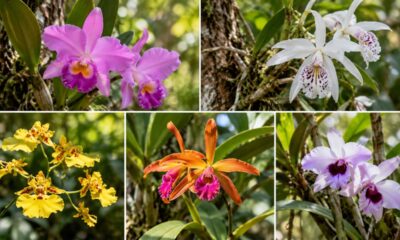 Orquídeas do mato: conheça 5 espécies nativas do Brasil e veja como cultivar cada uma em casa
