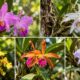 Orquídeas do mato: conheça 5 espécies nativas do Brasil e veja como cultivar cada uma em casa