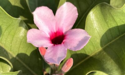 Ela é rosa, rara e mortal: a história da Adenium boehmianum e o motivo por trás do nome veneno-de-caçador