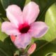 Ela é rosa, rara e mortal: a história da Adenium boehmianum e o motivo por trás do nome veneno-de-caçador