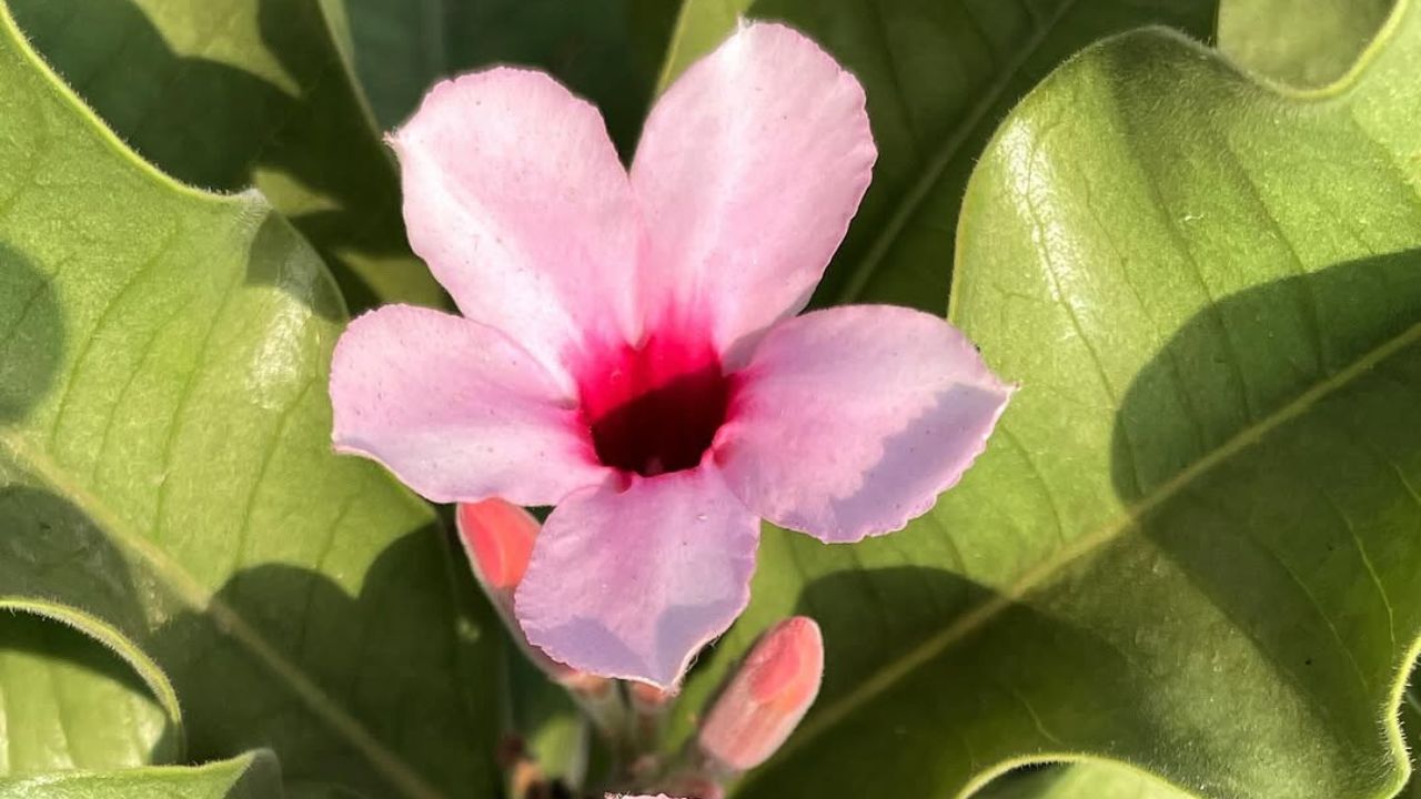 Ela é rosa, rara e mortal: a história da Adenium boehmianum e o motivo por trás do nome veneno-de-caçador