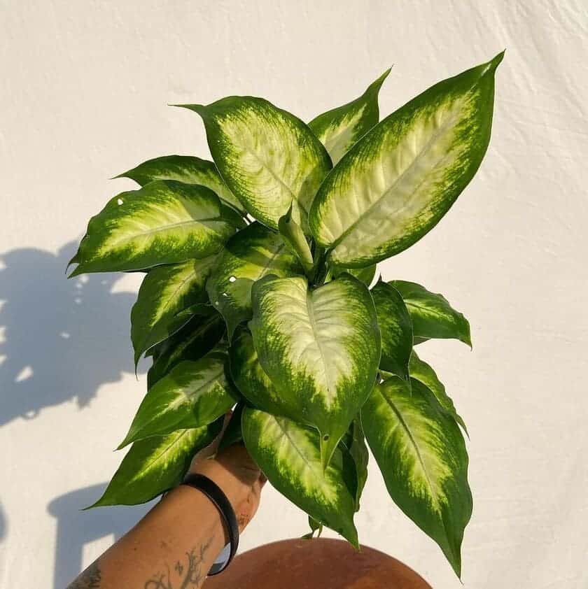 Dieffenbachia: tudo o que você precisa saber sobre a comigo-ninguém-pode
