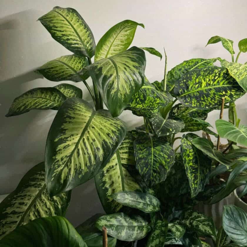 Comigo-ninguém-pode: significado espiritual e como cultivá-la para atrair proteção e prosperidade