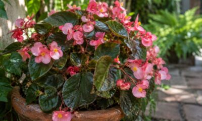 A begônia de cera floresce o ano todo e conquista jardins pequenos: veja como cultivar sem erro