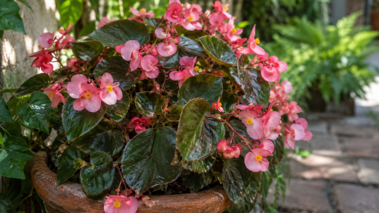 A begônia de cera floresce o ano todo e conquista jardins pequenos: veja como cultivar sem erro