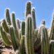 Conheça o Acanthocereus tetragonus, o cacto triangular que floresce só à noite e vira escultura em qualquer vaso