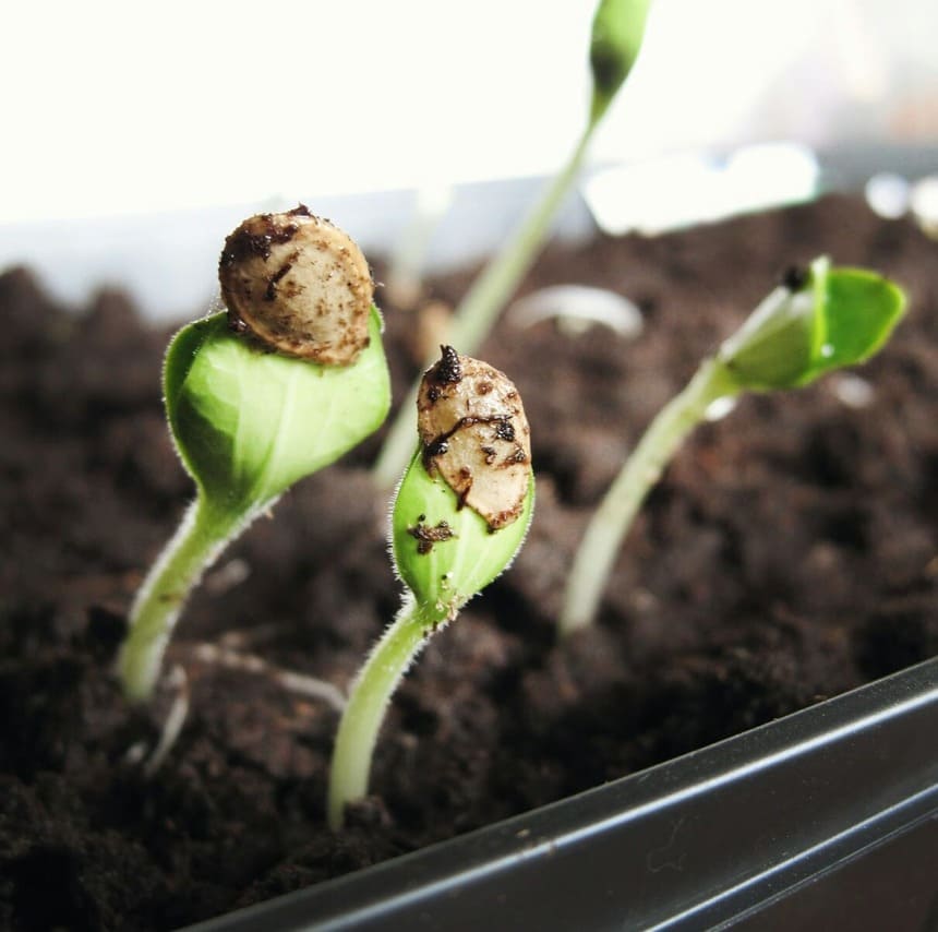 Você sabia que é possível usar a canela nas plantas? Descubra como!