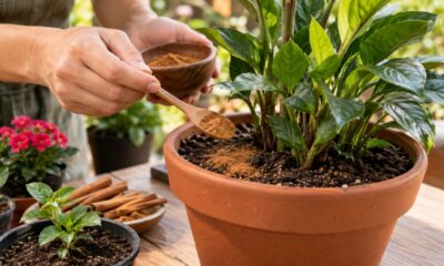 Descobri que a canela protege as plantas de fungos e pragas: veja como usar em vasos e mudas