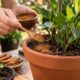 Descobri que a canela protege as plantas de fungos e pragas: veja como usar em vasos e mudas