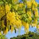 Chuva-de-ouro encanta ruas e quintais no verão: veja como cultivar a cássia imperial em casa
