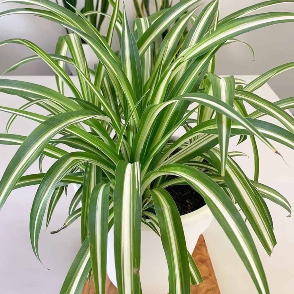Clorofito em apartamento: como cultivar a espécie ideal para ambientes sombreados