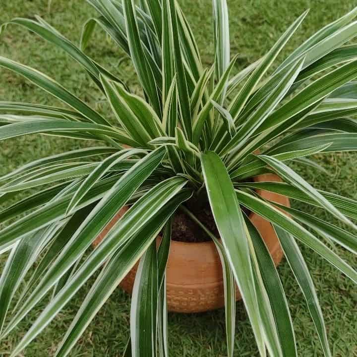 Clorofito em apartamento: como cultivar a espécie ideal para ambientes sombreados