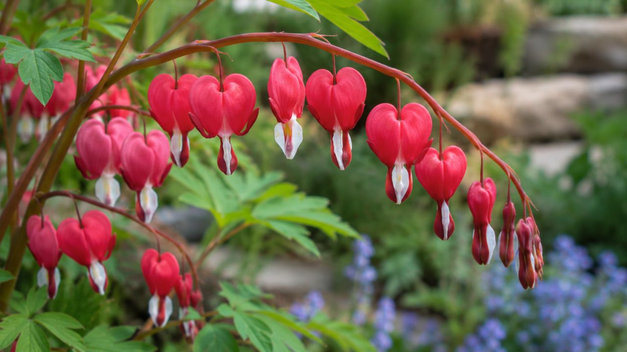 Coração sangrento: a flor com formato de coração perfeito esconde um segredo dentro da pétala que poucos conhecem