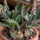 Escila (Ledebouria socialis) forma bulbos que parecem joias: veja como cultivar essa suculenta rara dentro de casa