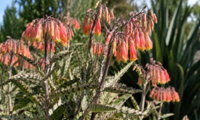 A Kalanchoe delagoensis é uma suculenta com flores em sino que se multiplica sozinha e já é tratada como praga em alguns países