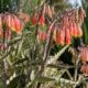 A Kalanchoe delagoensis é uma suculenta com flores em sino que se multiplica sozinha e já é tratada como praga em alguns países