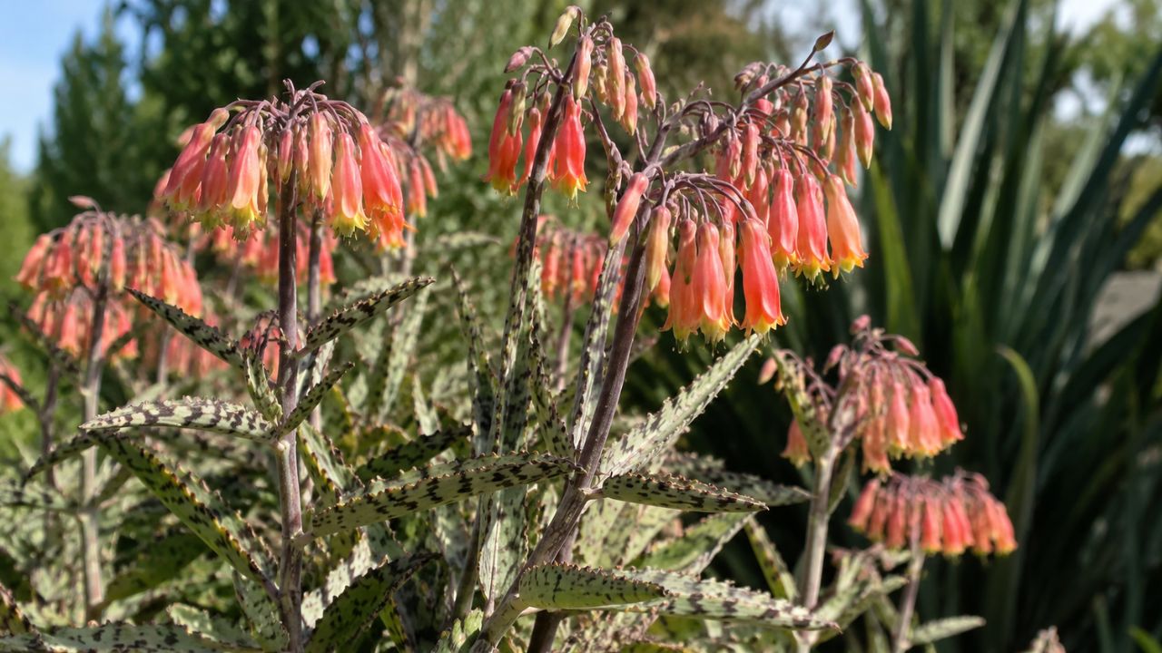 A Kalanchoe delagoensis é uma suculenta com flores em sino que se multiplica sozinha e já é tratada como praga em alguns países