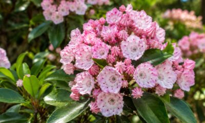 Louro-americano é um dos arbustos mais vistosos da América do Norte: veja como cultivar em vasos e jardins com flores abundantes