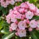 Louro-americano é um dos arbustos mais vistosos da América do Norte: veja como cultivar em vasos e jardins com flores abundantes