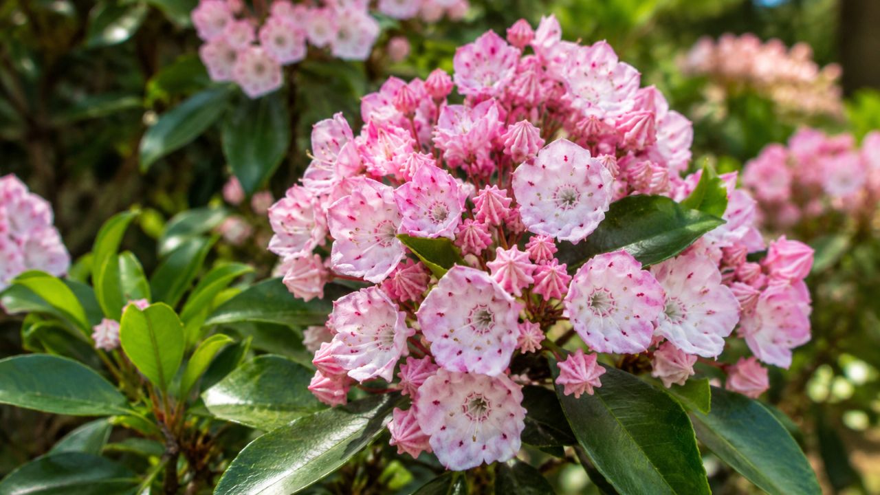 Louro-americano é um dos arbustos mais vistosos da América do Norte: veja como cultivar em vasos e jardins com flores abundantes