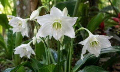 Eucharis grandiflora, o lírio-do-amazonas, pode florescer duas vezes por ano com um truque simples de rega