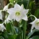 Eucharis grandiflora, o lírio-do-amazonas, pode florescer duas vezes por ano com um truque simples de rega