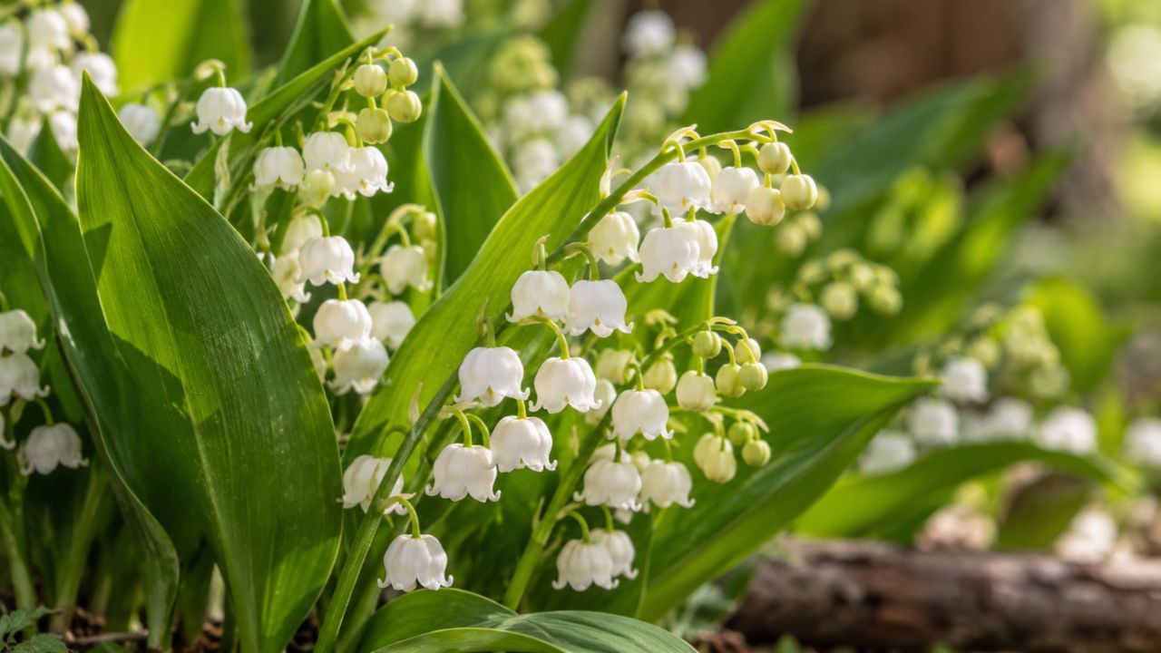 Lírio-do-vale é o amuleto de sorte da França e também uma das flores mais tóxicas do jardim: entenda a origem dessa contradição