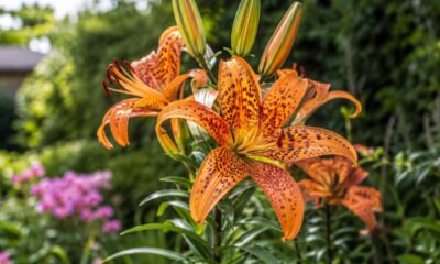 Lírio-tigre: a flor exótica que simboliza sorte e prosperidade, veja como plantar em casa