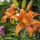 Lírio-tigre: a flor exótica que simboliza sorte e prosperidade, veja como plantar em casa