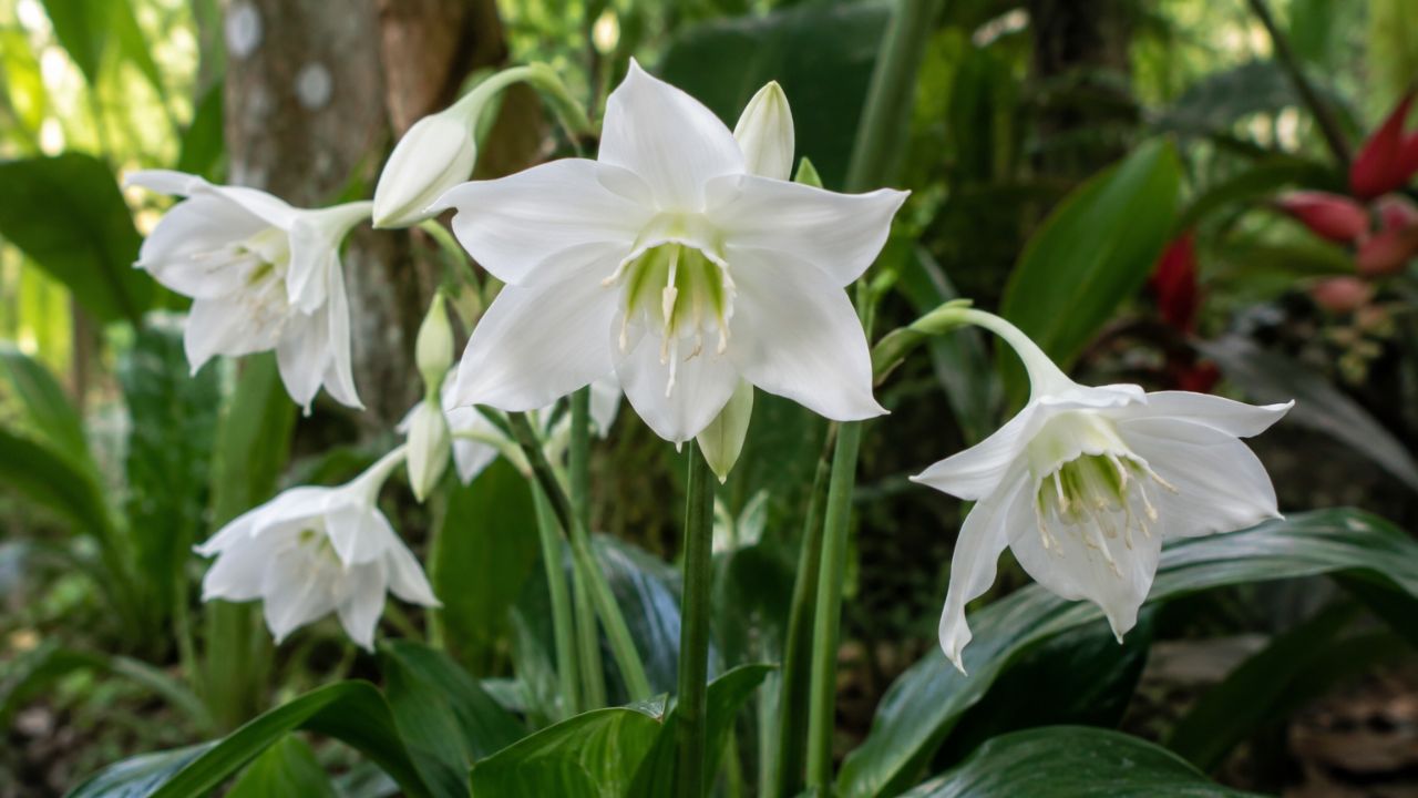 Eucharis grandiflora, o lírio-do-amazonas, pode florescer duas vezes por ano com um truque simples de rega