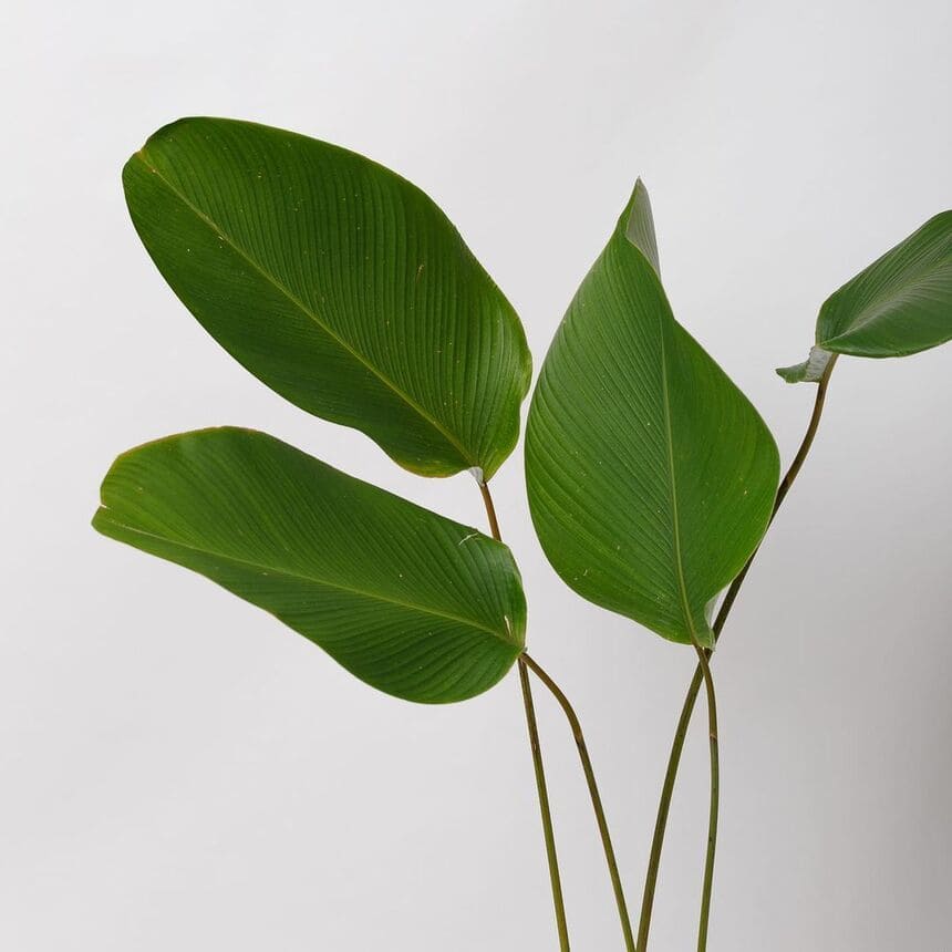 Calathea lutea: por que a maranta charuto conquista floristas e paisagistas no Brasil