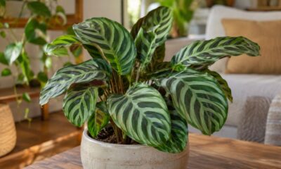 Maranta zebrina: por que essa espécie da Mata Atlântica ganhou premiação internacional e conquistou quem cultiva em casa
