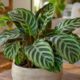 Maranta zebrina: por que essa espécie da Mata Atlântica ganhou premiação internacional e conquistou quem cultiva em casa