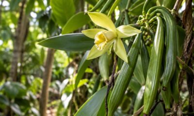 Vanilla planifolia: por que essa orquídea trepadeira é a única do mundo a produzir um fruto que vai parar na cozinha