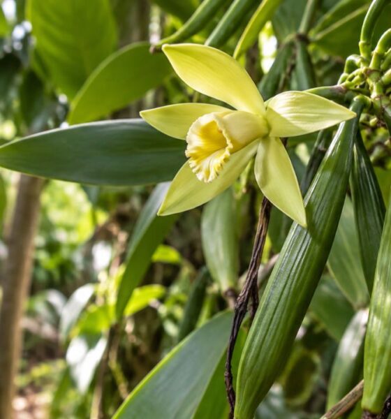 Vanilla planifolia: por que essa orquídea trepadeira é a única do mundo a produzir um fruto que vai parar na cozinha