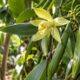 Vanilla planifolia: por que essa orquídea trepadeira é a única do mundo a produzir um fruto que vai parar na cozinha