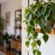 Peperomia scandens: conheça a planta pendente que sobrevive ao esquecimento e ainda purifica o ar de casa