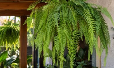 Samambaia chorona (Polypodium persicifolium): o erro na rega que faz a planta secar e como evitar