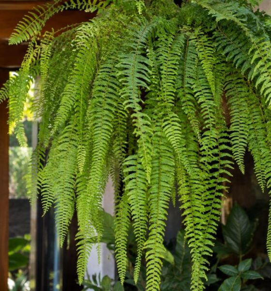 Samambaia chorona (Polypodium persicifolium): o erro na rega que faz a planta secar e como evitar