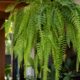 Samambaia chorona (Polypodium persicifolium): o erro na rega que faz a planta secar e como evitar
