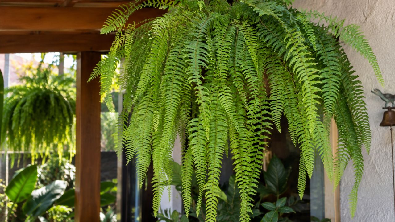 Samambaia chorona (Polypodium persicifolium): o erro na rega que faz a planta secar e como evitar