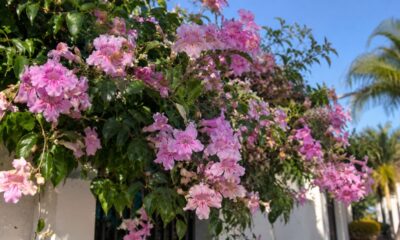 A Sete-léguas pode virar praga se você não podar assim: veja como cultivar essa trepadeira vigorosa em casa