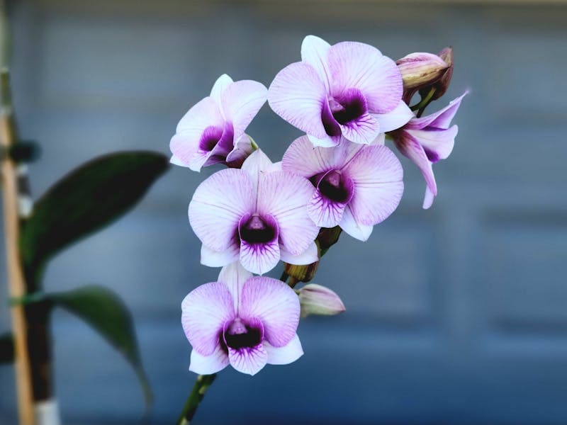 Exposição Nacional de Orquídeas Encanta Votuporanga com Beleza e Diversidade Floral