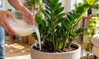 Antes de descartar a água do arroz: veja como ela pode turbinar o crescimento da zamioculca em casa