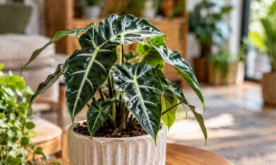 Conheci a alocasia piccolini de perto e entendi por que ela vicia colecionadores: veja luz, rega e solo ideais