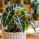 Conheci a alocasia piccolini de perto e entendi por que ela vicia colecionadores: veja luz, rega e solo ideais