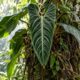 Anthurium veitchii: a planta que nasce nas árvores da Colômbia e conquista qualquer ambiente interno