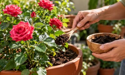 Borra de café serve para rosas? Veja o que aprendi usando o resíduo em casa e o cuidado que evita mofo no vaso