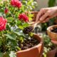 Borra de café serve para rosas? Veja o que aprendi usando o resíduo em casa e o cuidado que evita mofo no vaso